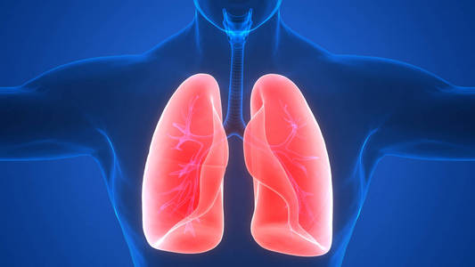 呼吸 肌肉 系统 气囊 骨架 解剖学 成人 健康 细支气管