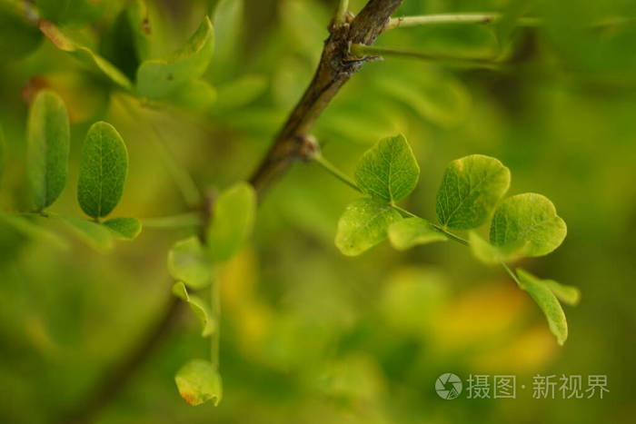 灰色的相思树叶子在森林的一根树枝上模糊柔和的焦点