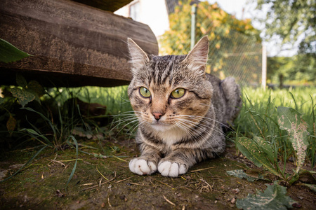 夏天，猫坐在草地上看着相机。