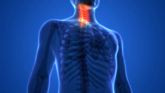 身体 肩胛骨 疗法 肱骨 脊骨 插图 肌肉 腓骨 肘部 尺骨
