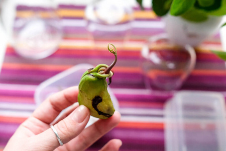 手里拿着芒果籽.发芽的种子.检查芽和根.照片