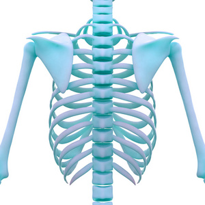 插图 骨骼 生物学 解剖学 肋骨 人类 解剖 胸骨 肌肉