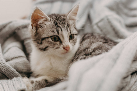 美丽的特写可爱的猫，休息在一个舒适舒适温暖的方式。冬天的心情代表一只甜蜜的家猫。舒适的猫肖像。