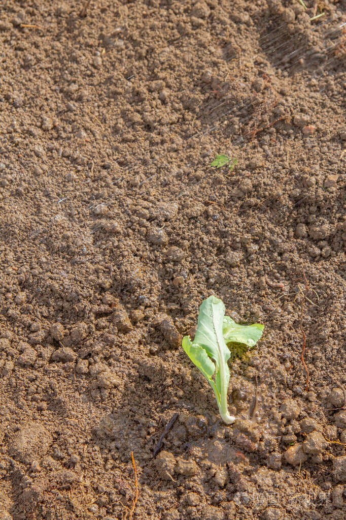 初夏甘蓝芽长在床上