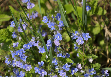 草地上的草地上盛开的花朵别忘了我Myosotis