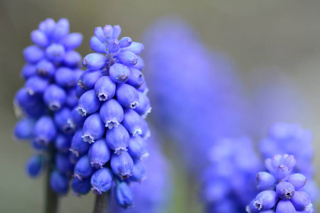 葡萄风信子muscari