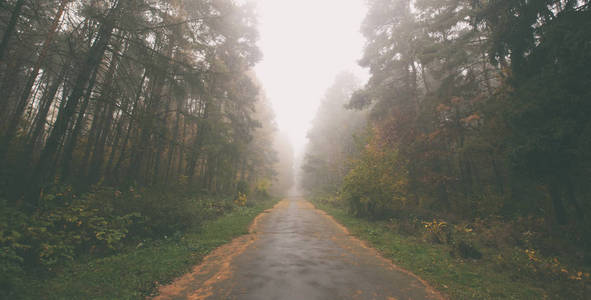 The beautiful avenue in the autumn park with a lot of trees and 