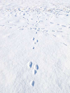 Rabbit tracks 