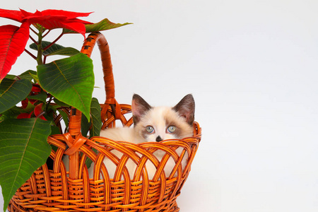 猫咪 基蒂 眼睛 毛茸茸的 篮子 短的 漂亮的 乐趣 小猫