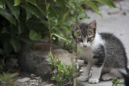 猫科动物 费利诺 小猫 宠物 基蒂 动物 马斯科塔 加图