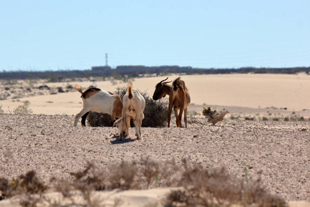 沙漠 兽群 骆驼 风景 农场 奶牛 哺乳动物 自然 野生动物
