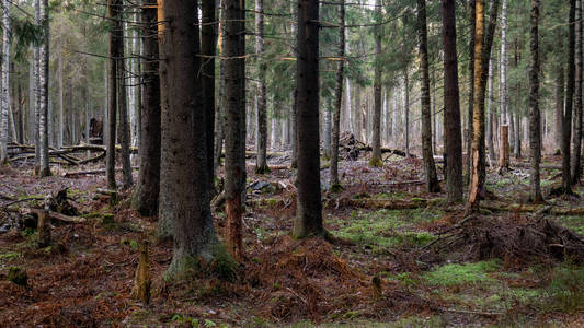  Natural forest of spruce and deciduous forest.