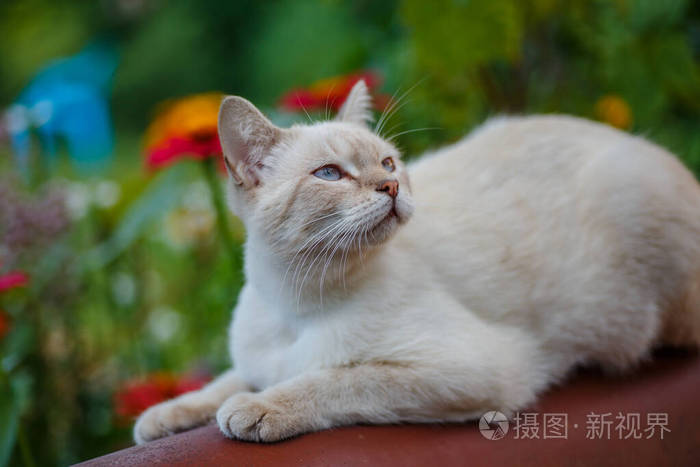 街上的白猫 绿草背景下的动物 照片 正版商用图片264vhu 摄图新视界 街上的白猫 绿草背景下的动物 照片 正版商用图片264vhu 摄图新视界