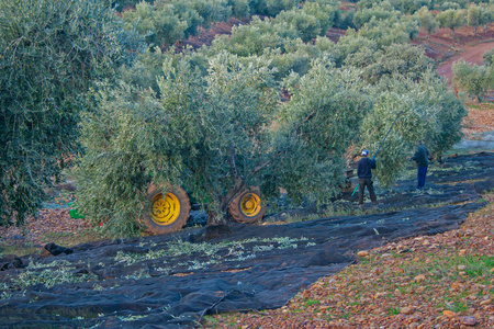 农业 收获 机械 夏季 水果 剪刀 地中海 农民 农事 托莱多