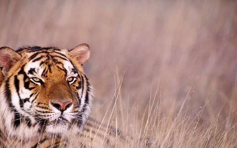 老虎 美丽的 侵略 猫科动物 肖像 丛林 森林 猎人 野生动物