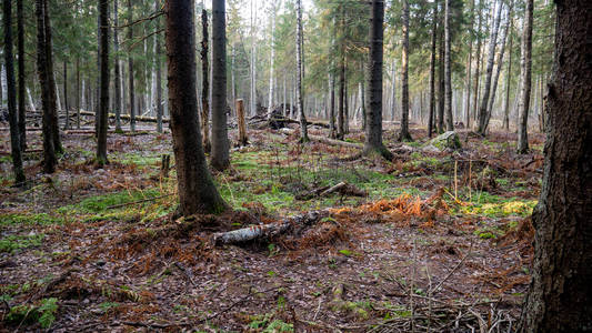  Natural forest of spruce and deciduous forest.