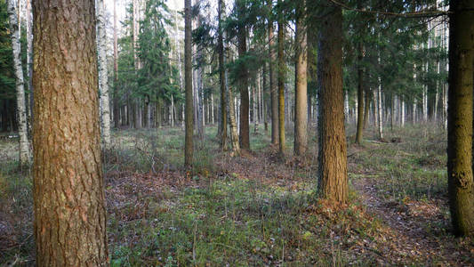  Natural forest of spruce and deciduous forest.