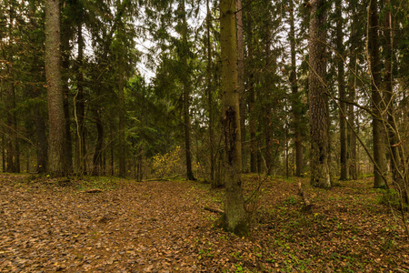  path in the autumn forest. forest road going into the distance