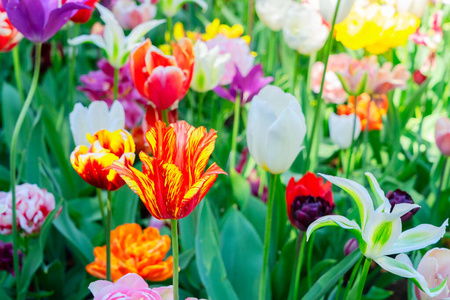 郁金香花园花坛