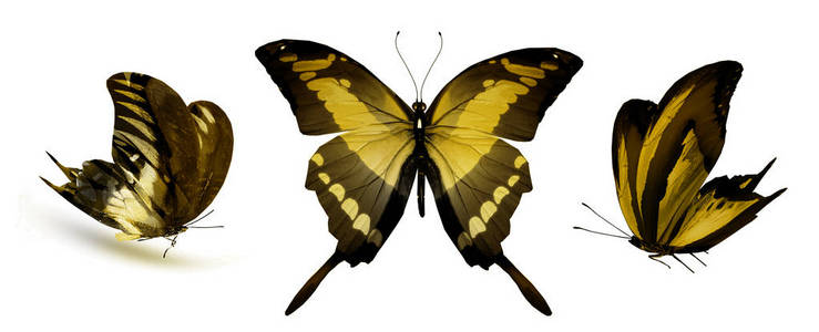 航班 优雅 梦想 夏天 蝴蝶 自由的 动物 昆虫 环境 庆祝