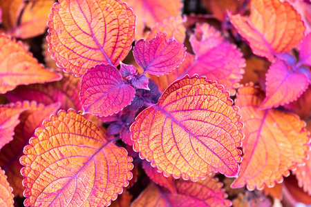 Coleus Campfire是一个夏季的一年生植物，因其丰富多彩而备受珍藏。