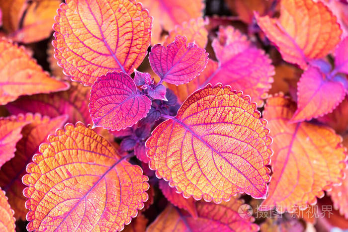 Coleus Campfire是一个夏季的一年生植物 因其丰富多彩而备受珍藏 照片 正版商用图片 摄图新视界 Coleus Campfire是一个夏季的一年生植物 因其丰富多彩而备受珍藏 照片 正版商用图片 摄图新视界