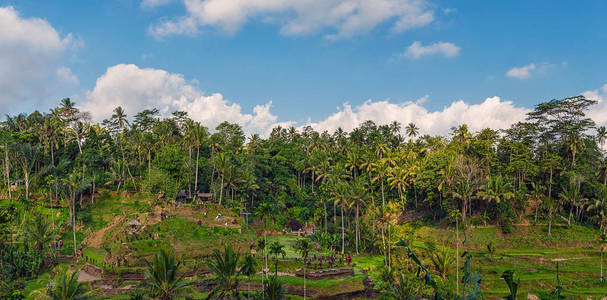 印度尼西亚 文化 领域 村庄 郁郁葱葱 自然 生态学 全景图