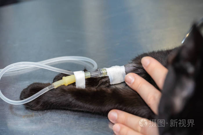 手术前在麻醉猫体内放置静脉导管