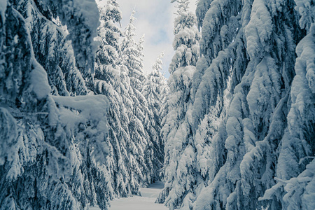 圣诞滑雪场美丽的雪松雪山景观.