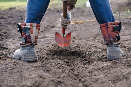工人在菜园里用铁锹挖黑土,男人在农田里铲土,农业和艰苦的劳动观念