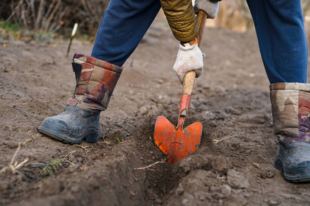 工人在菜园里用铁锹挖黑土,男人在农田里铲土,农业和艰苦的劳动观念