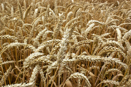 美女 耳朵 作物 面包 谷类食品 粮食 小麦 秋天 领域