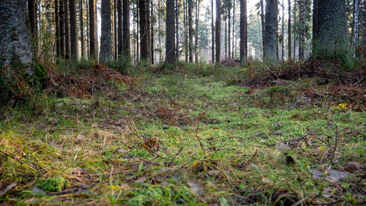  Natural forest of spruce and deciduous forest.