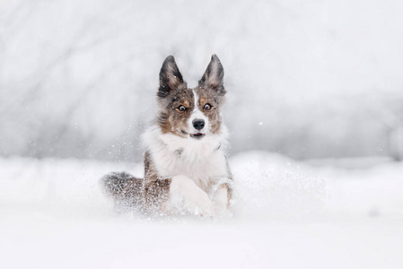 快乐的边境牧羊犬在雪地里玩耍图片