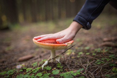 森林里巨大的红色鹅膏花。像手一样大。毒蘑菇，不要吃。