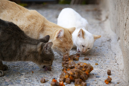 猫被遗弃的街道