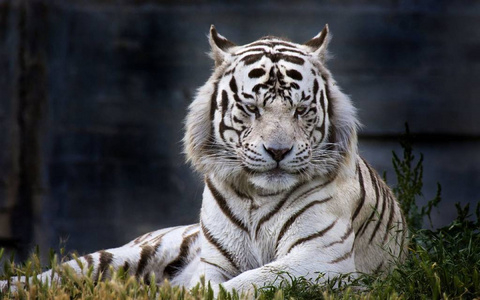 森林 捕食者 美女 孟加拉 种类 肖像 老虎 动物 面对