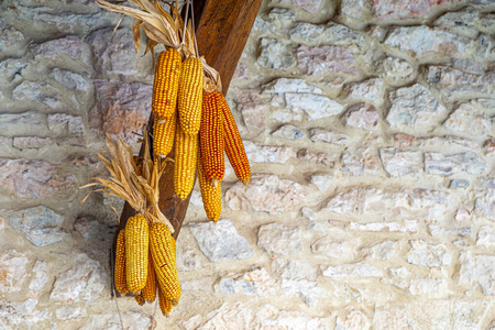 corn cob hanging 