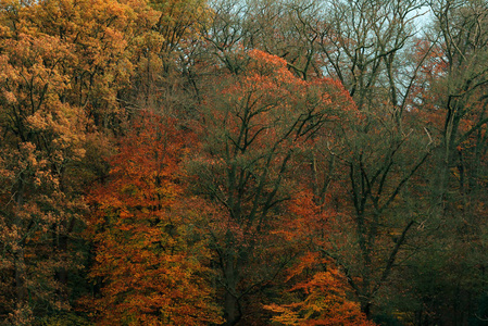 秋天有橙色和棕色叶子的树。