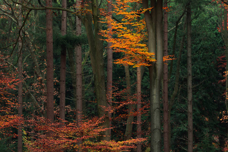 秋天的森林，有红色和橙色的叶子。