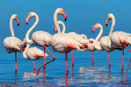 Wild african birds. Group of African white flamingo birds and th