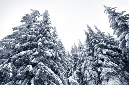 俯视巨大别致的雪冷杉树