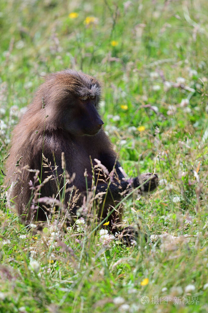 哈马德里亚斯狒狒papiohamadryas