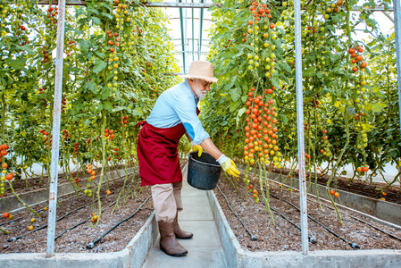在温室里种西红柿的老人
