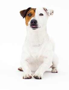 小狗杰克拉塞尔jack russell terrier抬头仰望白色背景