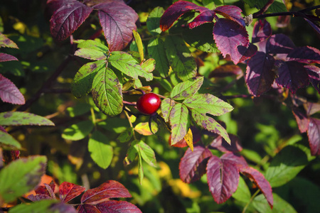 玫瑰果灌木，秋叶和成熟的红色水果特写。