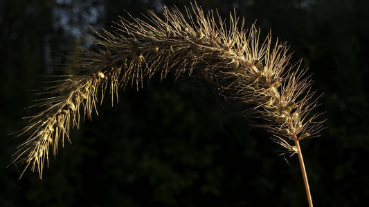 夏天 纹理 植物区系 植物学 自然 花园 美丽的 种子 特写镜头