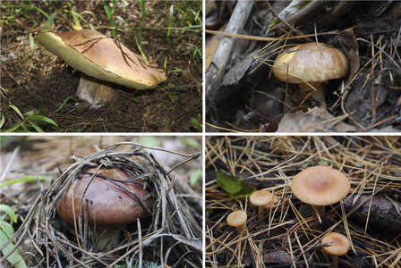 苔藓 蘑菇 美丽地 植物区系 秋天 植物 自然 森林 夏天