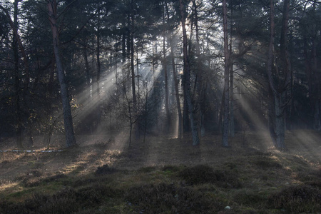 清晨的森林里，阳光透过树林照耀