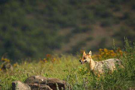 A Golden Jackal Canis aureus walking through the green grass a